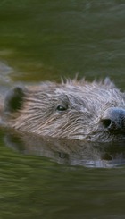 Beaver ((c) Nature Scot
