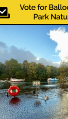 Swans to the Rescue on the River Leven